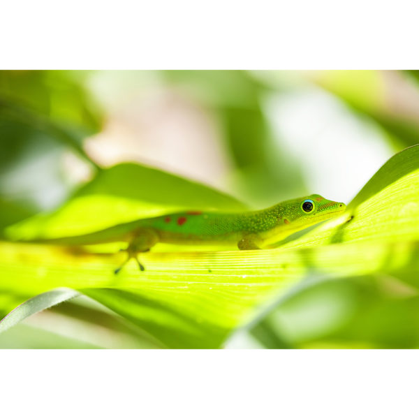 Glowing Green Gecko