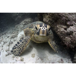 Honu Youngster