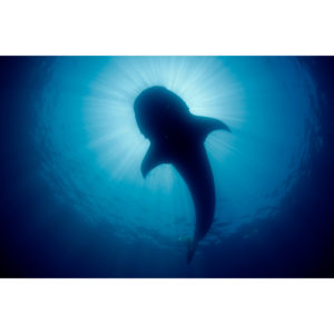Sunburst Whale Shark